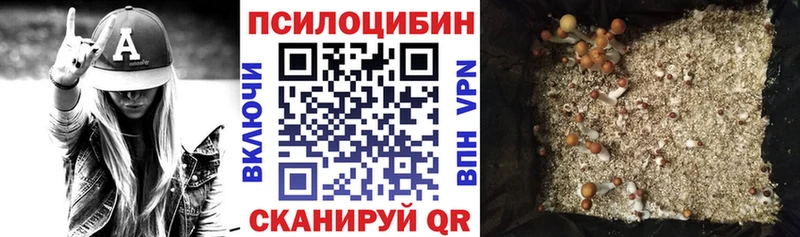 Псилоцибиновые грибы Psilocybe  Купить где  Гусев 